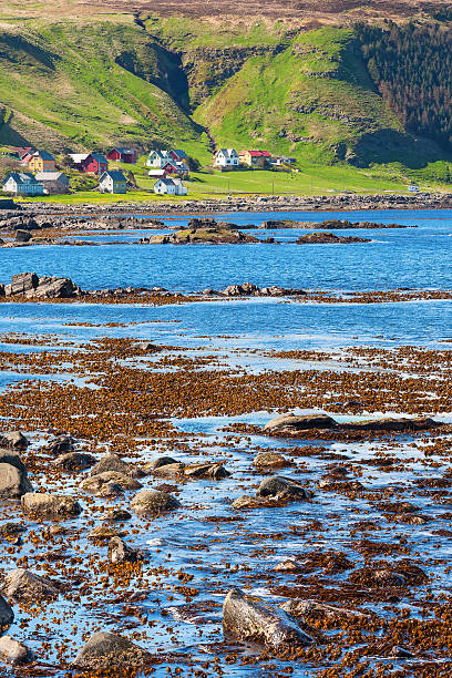 istock Beach with seaweed and the coastal village 505663722