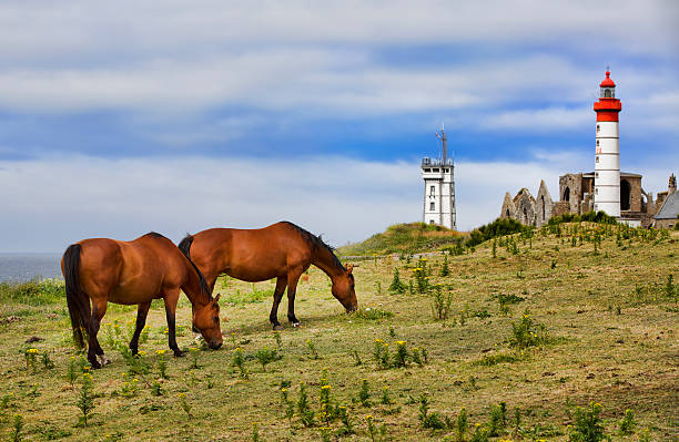 istock Horses Grazing Near Pointe Saint-Mathieu, Brittany 505663816