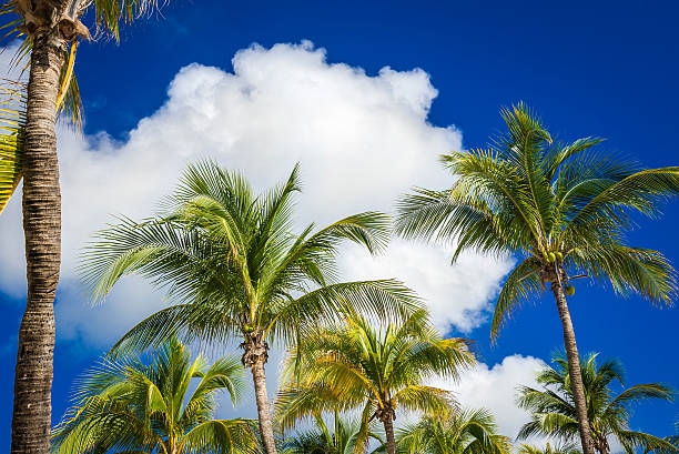 istock Green coconut palm trees on dark blue sky with clouds 505664602