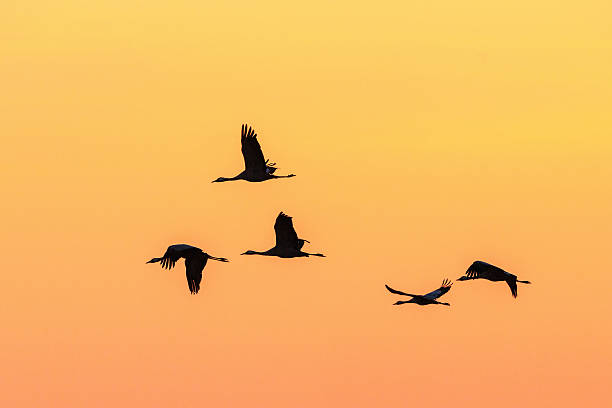 istock Flock of cranes flying in sunset 505665104