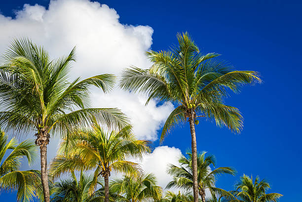 istock Green coconut palm trees on dark blue sky with clouds 505665438