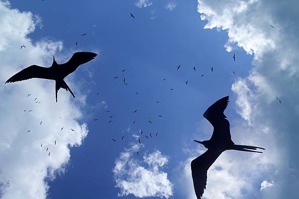 istock frigate bird silhouette backlight breeding season 505665562