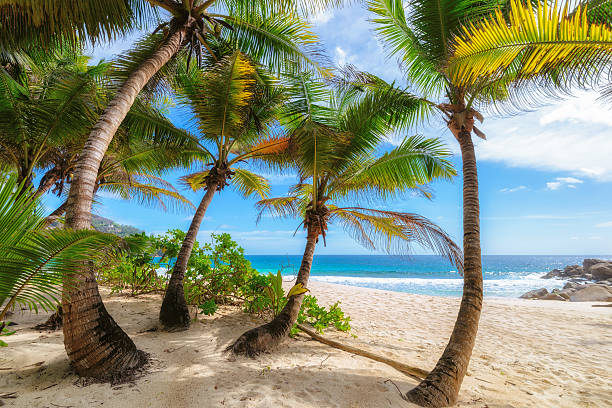 istock Palm trees on Anse Intendance beach at Mahe Island, Seychelles 505665928