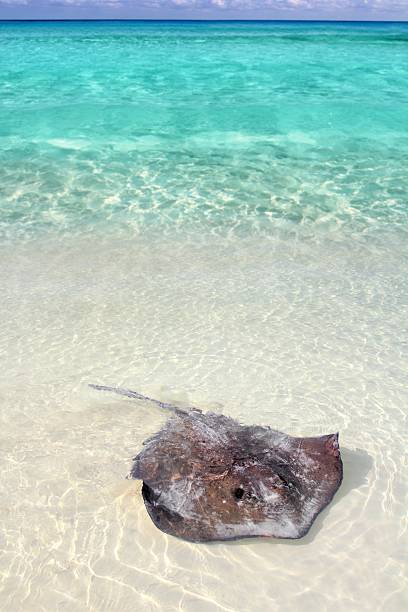 istock stingray Dasyatis americana in Caribbean beach 505667196