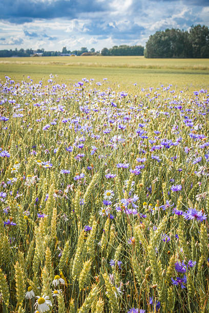 istock Field of wheat spotted with cornflowers 505667306