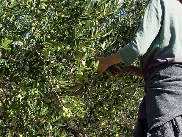 Colheita azeitonas na Plantação de mulher - fotografia de stock