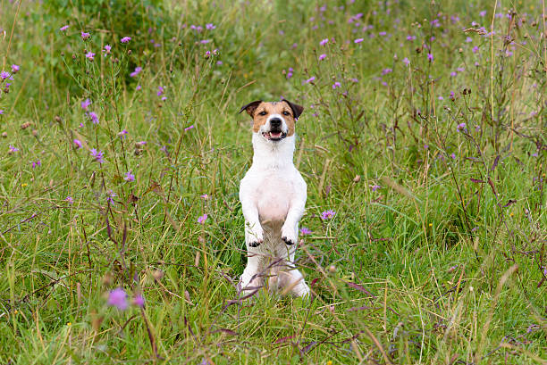istock Dog sitting like groundhog 505667478