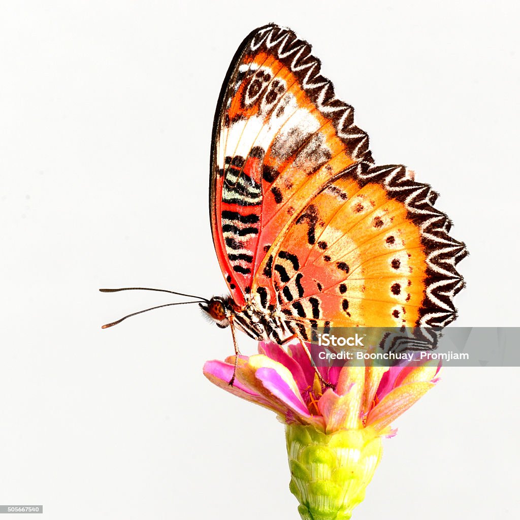 Leopard Lacewing butterfly Leopard Lacewing butterfly isolated on white background. Animal Markings Stock Photo