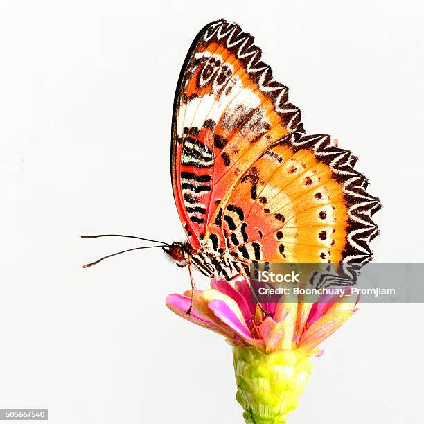 Leopard Lacewing Butterfly Stock Photo - Download Image Now - Animal Markings, Close-up, Cut Out