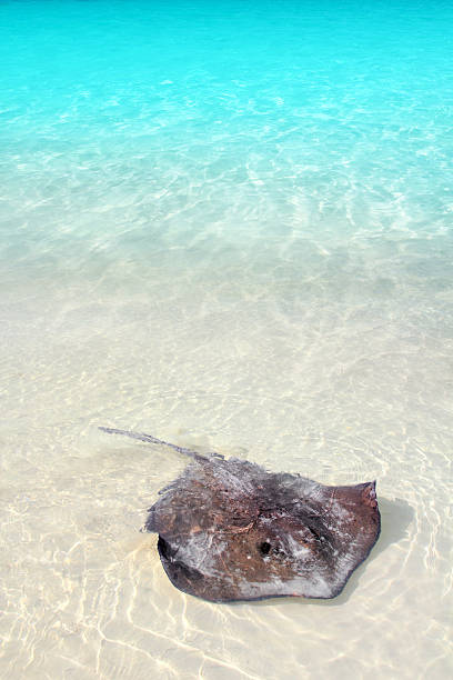 stingray Dasyatis americana in Caribbean beach southern stingray Dasyatis americana in Caribbean beach Contoy Mexico contoy island stock pictures, royalty-free photos & images