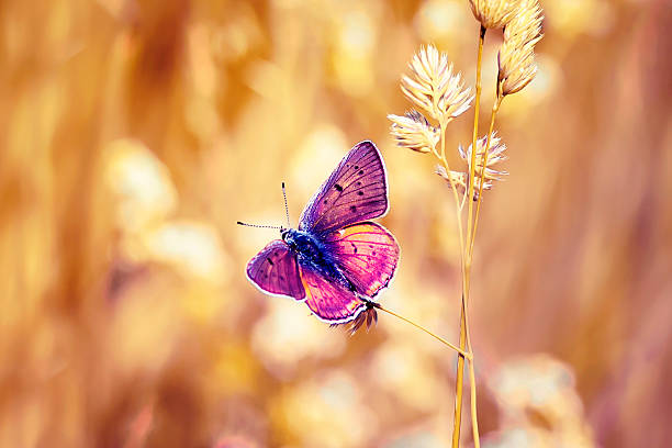 lilac butterfly sitting on a Sunny day on a bright meadow
