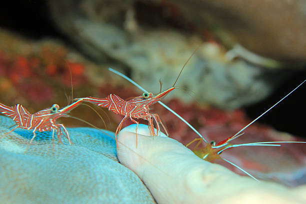 Cleaner Shrimps in Action Durban Dancing Shrimps and White-banded Cleaner Shrimp Cleaning a Finger. Padang Bai, Bali, Indonesia rhynchocinetes durbanensis stock pictures, royalty-free photos & images