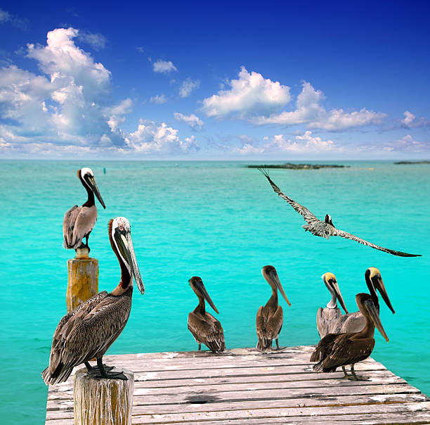 Caribbean pelican turquoise beach tropical sea Caribbean pelican turquoise beach tropical sea view Mexico contoy island stock pictures, royalty-free photos & images