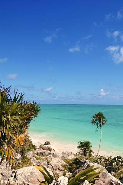 istock tulum mayan riviera tropical beach palm trees 505669854