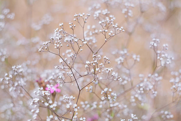 istock Grass and wildflowers, sunny summer meadow, selective focus 505670078