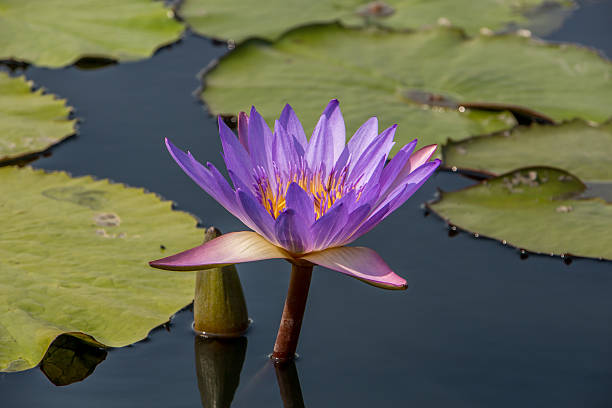 istock Purple Floating Water Lily 505670674