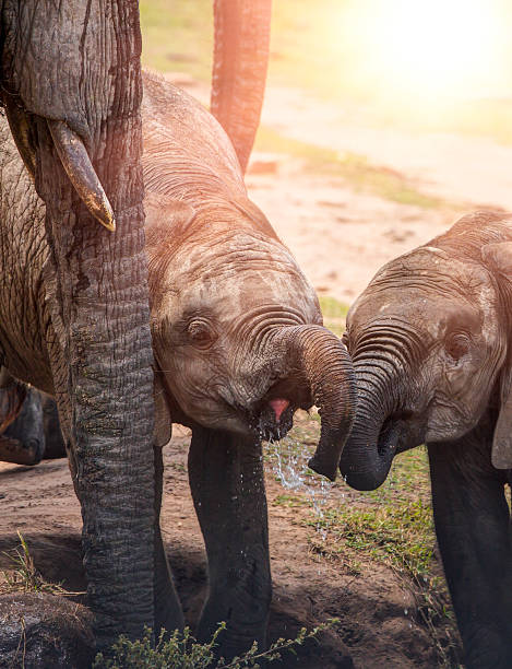 istock African Mother Elephant and babies 505672312