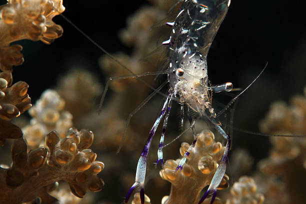 istock Pepper-and-salt Commensal Shrimp 505672490