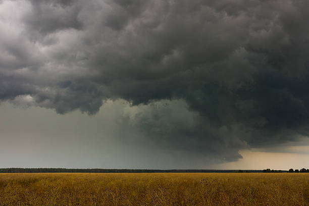 burzliwe niebo - storm wheat storm cloud rain zdjęcia i obrazy z banku zdjęć