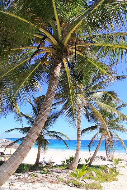 istock Caribbean coconut palm trees  tuquoise sea 505672764