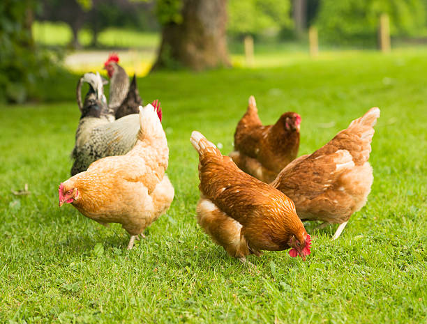 Free range chickens in springtime A group of free range hens foraging in fresh spring grass in Scotland. rhode island red chicken stock pictures, royalty-free photos & images