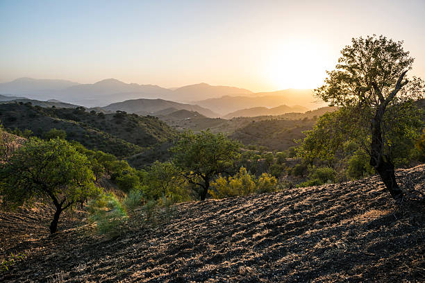 andalusische landschaft bei sonnenuntergang mit olivenbäumen in spanien - andalusien stock-fotos und bilder