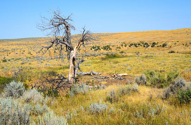 Champ De Bataille De Little Bighorn banque d'images libres de droit