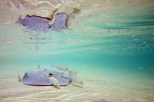 40 Stingray Fish In Shallow Water Stock Photos Pictures Royalty Biology Diagrams
