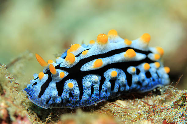 varicose verruqueux limace - sea snail photos et images de collection