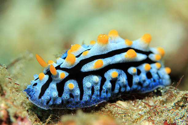 verruga lesma da varicosa - sea snail - fotografias e filmes do acervo