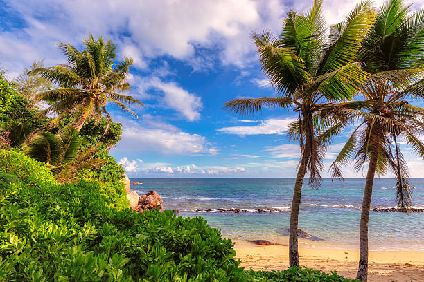 istock Anse Takamaka beach at Mahe Island, Seychelles 505683258