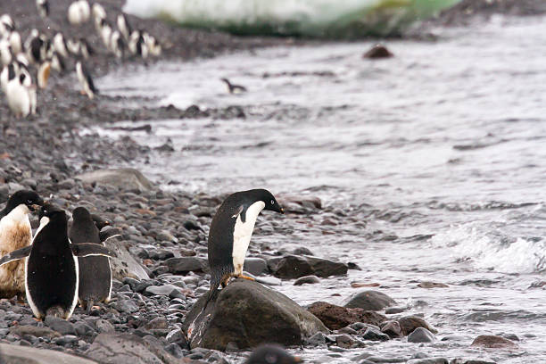 istock Ready to swim, adelie penguin, shoreline 505684080