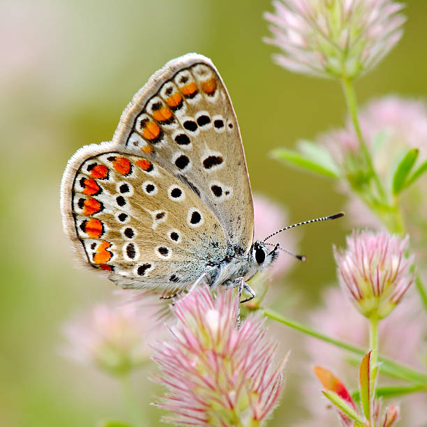 istock butterfly in natural habitat  (plebejus argus) 505684082