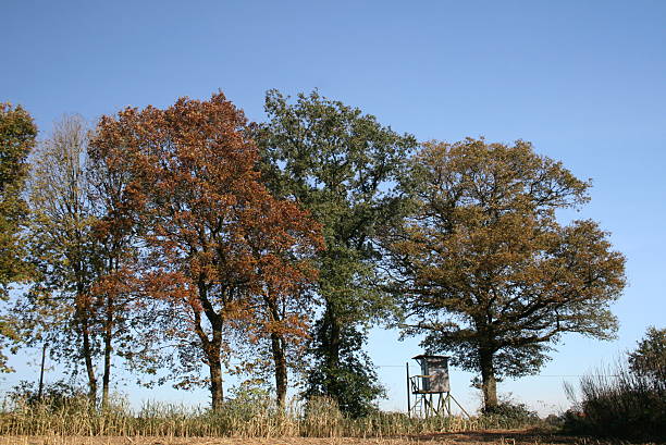 istock High seat in row of trees 505684180