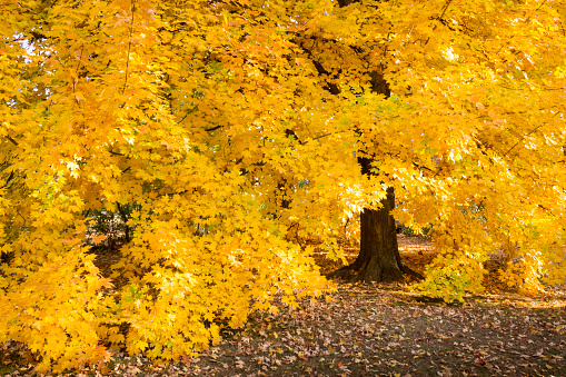 These golden Autumn Maple leaves hang to the ground with their full yellow colors on this beautiful fall tree.