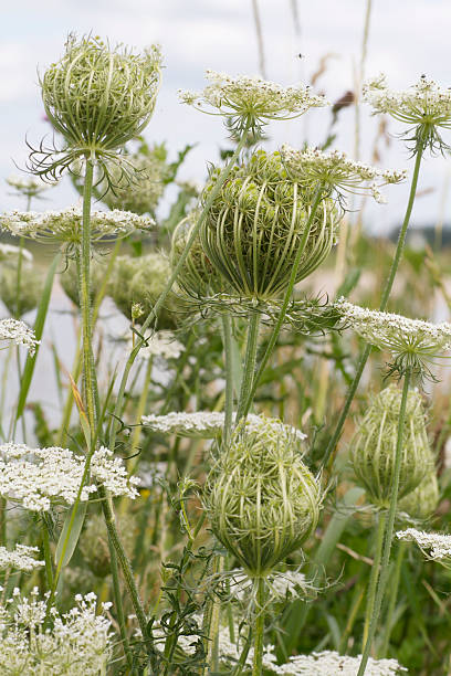 wild carrot (daucus carota - millingerwaard стоковые фото и изображения