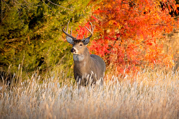 starke männliche whitetail buck im herbst während der brunftzeit in kansas - forest deer stag male animal stock-fotos und bilder