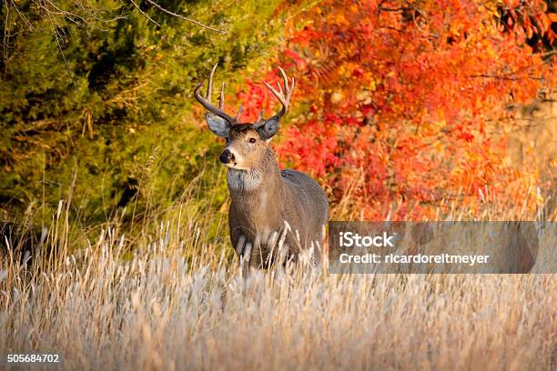 Starke Männliche Whitetail Buck Im Herbst Während Der Brunftzeit In Kansas Stockfoto und mehr Bilder von Hirsch