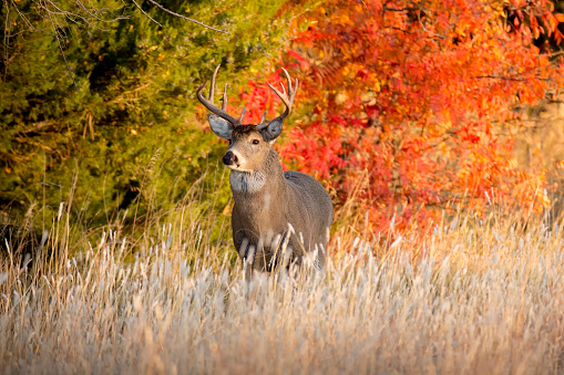 Poderoso hombre Whitetail reductor durante la temporada otoño en celo en Kansas photo