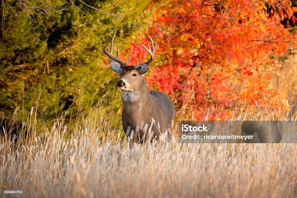 Powerful Male Whitetail Buck During Fall Rutting Season In Kansas - Royalty-free Echte herten Stockfoto