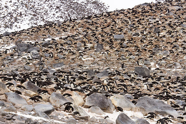 Paulet Island rookery, Antarctica
