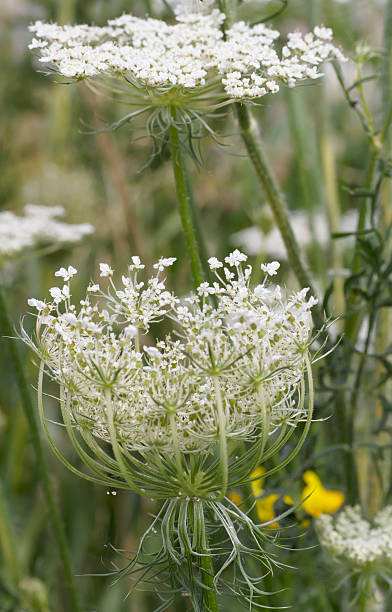 wild carrot (daucus carota - millingerwaard стоковые фо�то и изображения