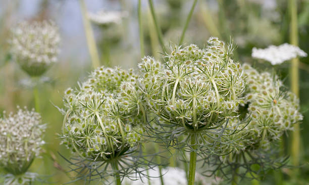 wild carrot (daucus carota - millingerwaard стоковые фото и изображения