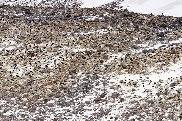 Nesting adelie penguins, Paulet Island, Antarctica