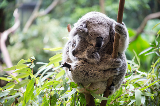 Mother and baby joey koalas asleep cuddling