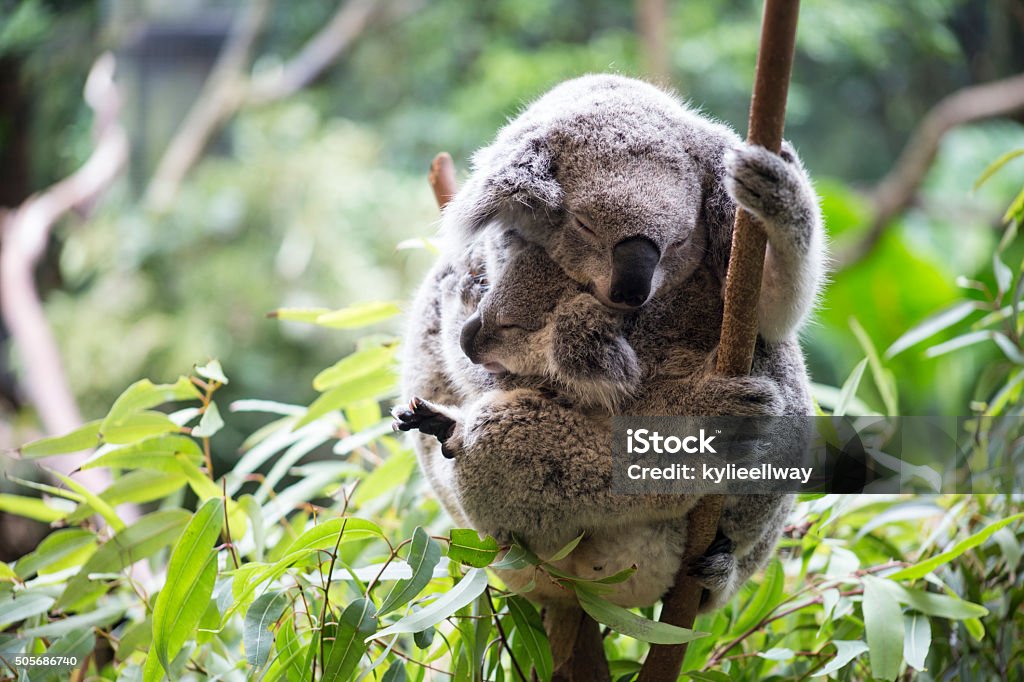 Koala and her joey Mother and baby joey koalas asleep cuddling Koala Stock Photo
