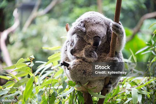 Koala And Her Joey Stock Photo - Download Image Now - Koala, Embracing, Sleeping