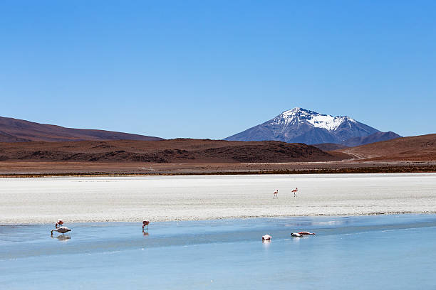 istock Lakes near Uyuni Salt Flats 505687354