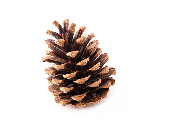 hermoso fir-cono aislado - pine cone fotografías e imágenes de stock