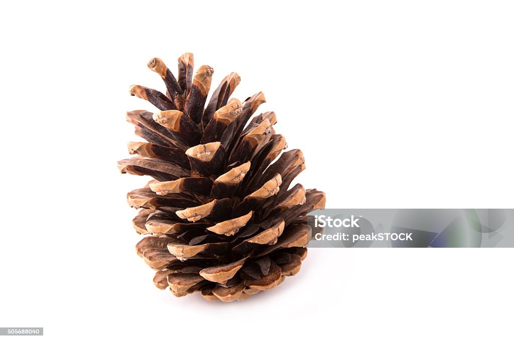 beautiful fir-cone isolated fir-cone close-up, isolated on a white background Pine Cone Stock Photo